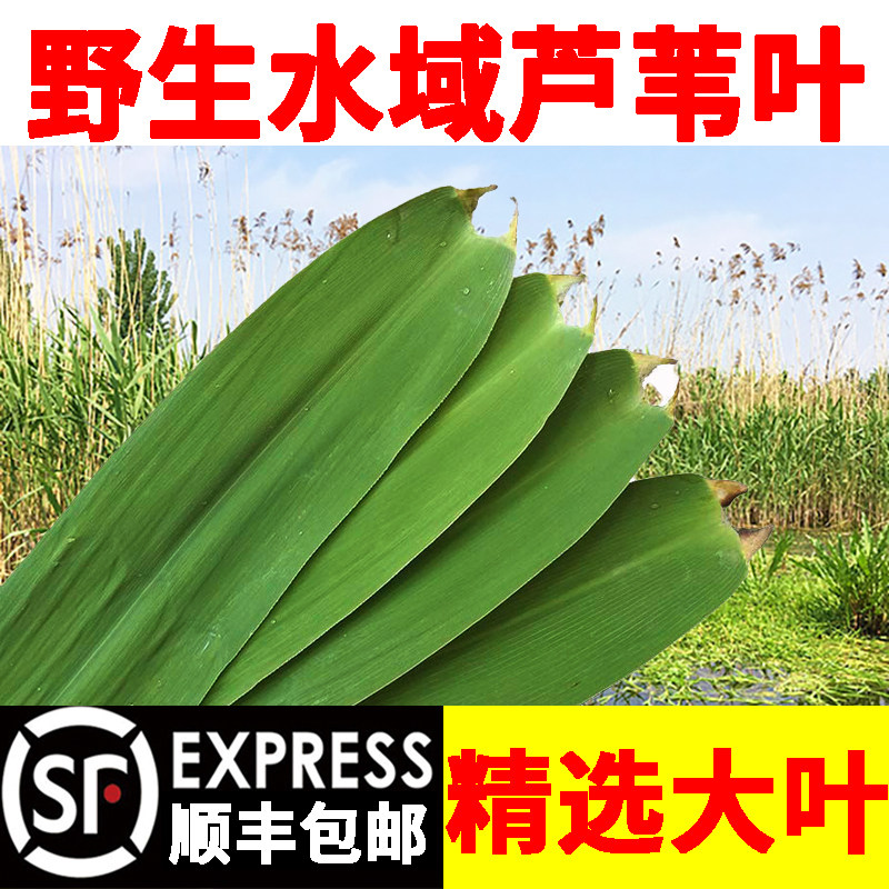 新鲜芦苇粽叶南方野生传统老式商用大号长纯天然包粽子叶农家精品