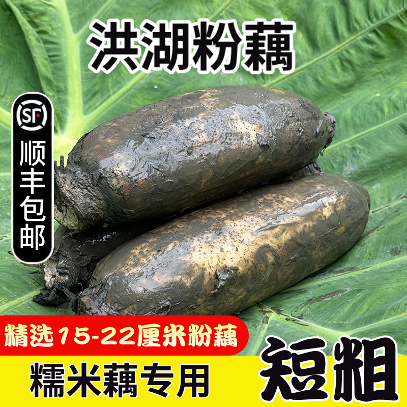 洪湖粉藕糯米藕特产莲藕新鲜煲汤炖汤正宗九孔湖北红现挖旗舰店