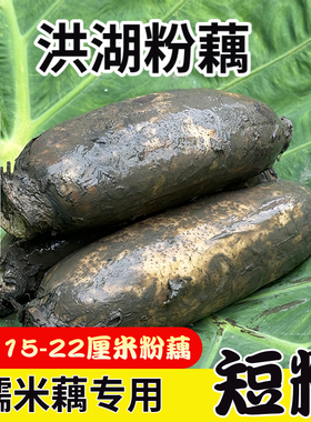 洪湖粉藕糯米藕特产莲藕新鲜煲汤炖汤正宗九孔湖北红现挖旗舰店
