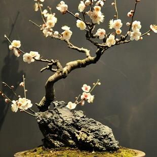 原生梅花盆景红梅龙游梅绿鄂梅美人梅庭院阳台茶台精品盆景桩