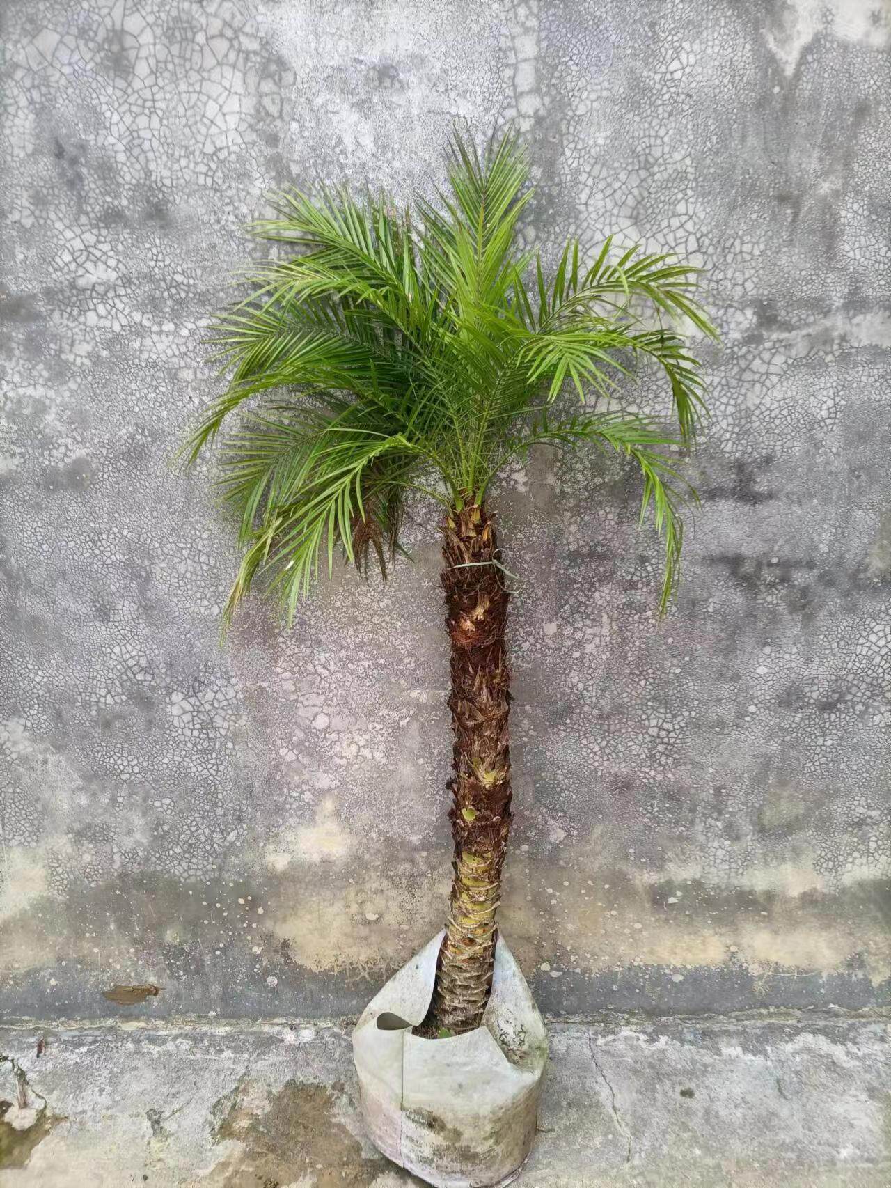 4米(一物一拍)自选美丽针葵江边刺葵棕榈科绿植