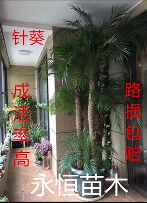 美丽针葵盆栽椰子树棕榈一手四季