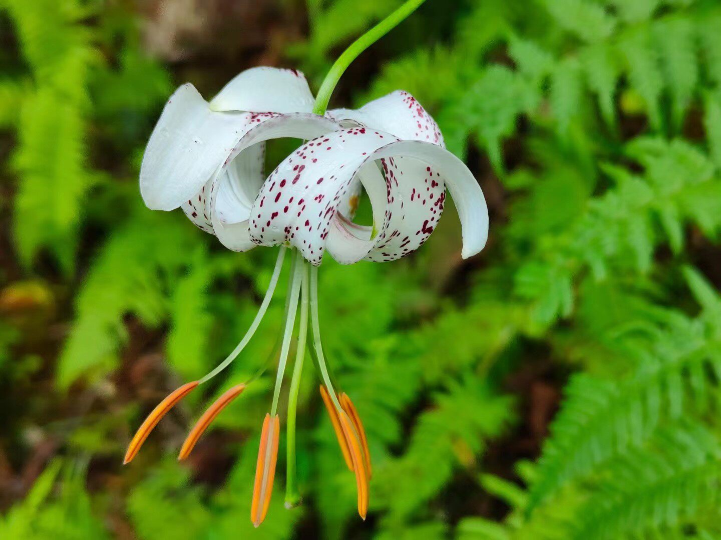 推荐四川新鲜宝兴百合种球散装包邮农家自挖可种植观赏一颗价
