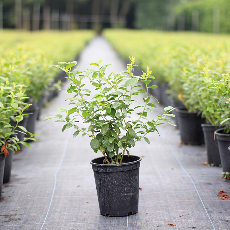 蓝莓盆栽法新F6L25