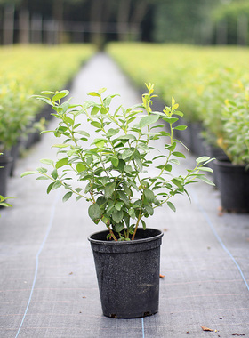 蓝莓盆栽法新魔法花香