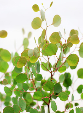 苹果桉1加仑 尤加利银水滴心叶桉多花桉盆栽插花