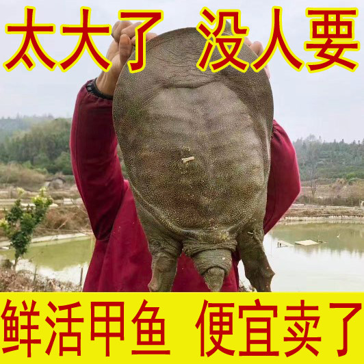 外塘青黄色鲜活大甲鱼活体图片