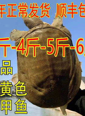 【外塘青黄色鲜活大甲鱼活体】中华鳖团鱼王八食用公母甲鱼现杀好