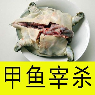 宰杀现杀甲鱼肉食用新鲜