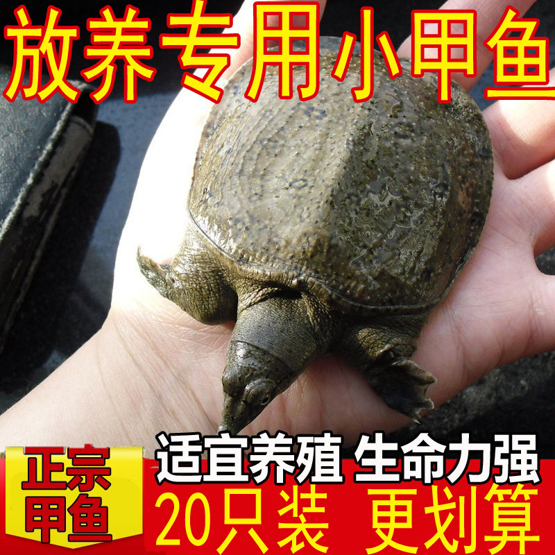 青黄色甲鱼新鲜活小甲鱼活体水鱼团鱼王八中华鳖苗小生态放养