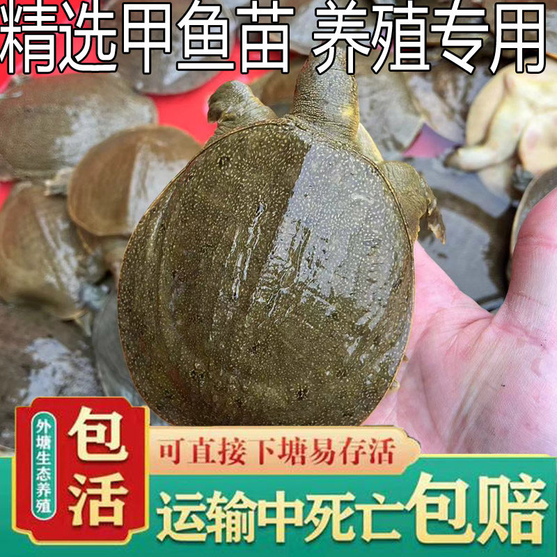 包活送到 新鲜活小甲鱼苗活体水鱼中华鳖苗小童子鳖马蹄鳖半斤