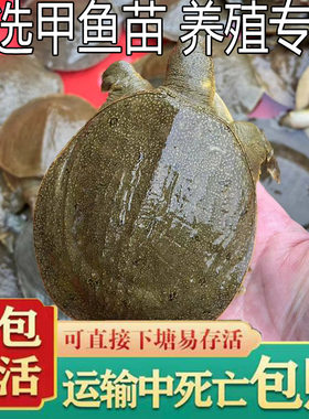 原产地直发养殖专用小甲鱼