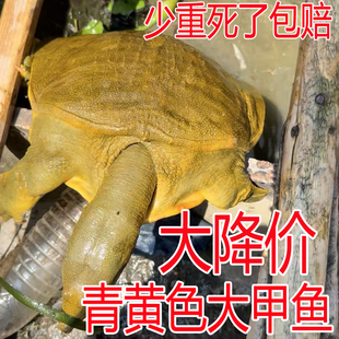 青黄色公甲鱼新鲜活甲鱼活体水鱼团鱼王八中华鳖生态放养母鳖包活