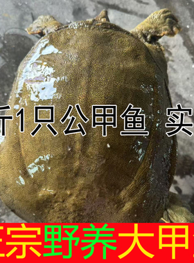 5斤青黄色公甲鱼鲜活活体生态野外母鳖中华老鳖水鱼团鱼小甲鱼苗