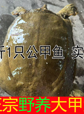 实拍5斤青黄背大甲鱼鲜活到家