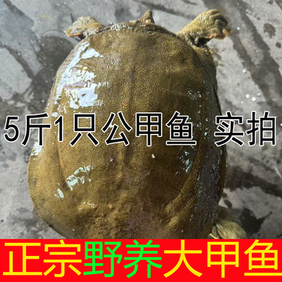 实拍5斤大甲鱼鲜活到家
