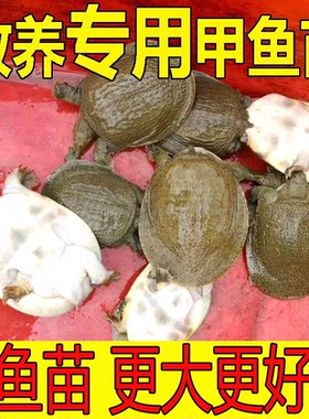 小甲鱼苗活体鲜活水鱼团鱼
