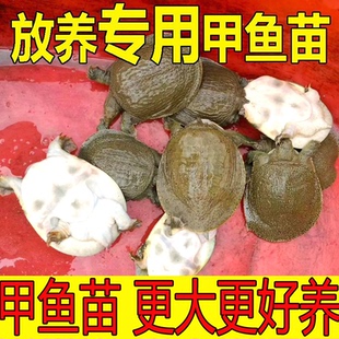 外塘鲜活小甲鱼大苗半斤二两一斤一两中华鳖苗水鱼团鱼王八养殖