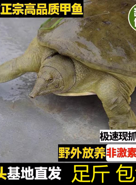外塘生态新鲜活青黄背公甲鱼活体食用水鱼王八小甲鱼母甲鱼现杀好