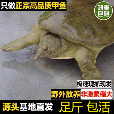 这家真便宜青黄色大甲鱼