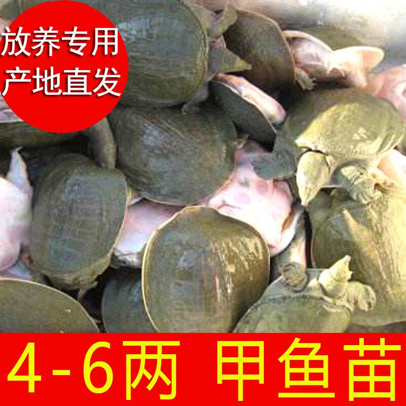 外塘放养新鲜活小甲鱼苗活体水鱼中华鳖苗小童子鳖马蹄鳖半斤