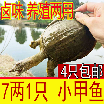 养殖户推荐鲜活小甲鱼苗