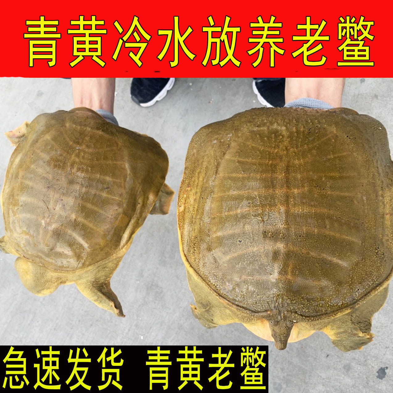 外塘公雄青黄色大甲鱼中华鳖水鱼团鱼生鲜鲜活食用野外散养