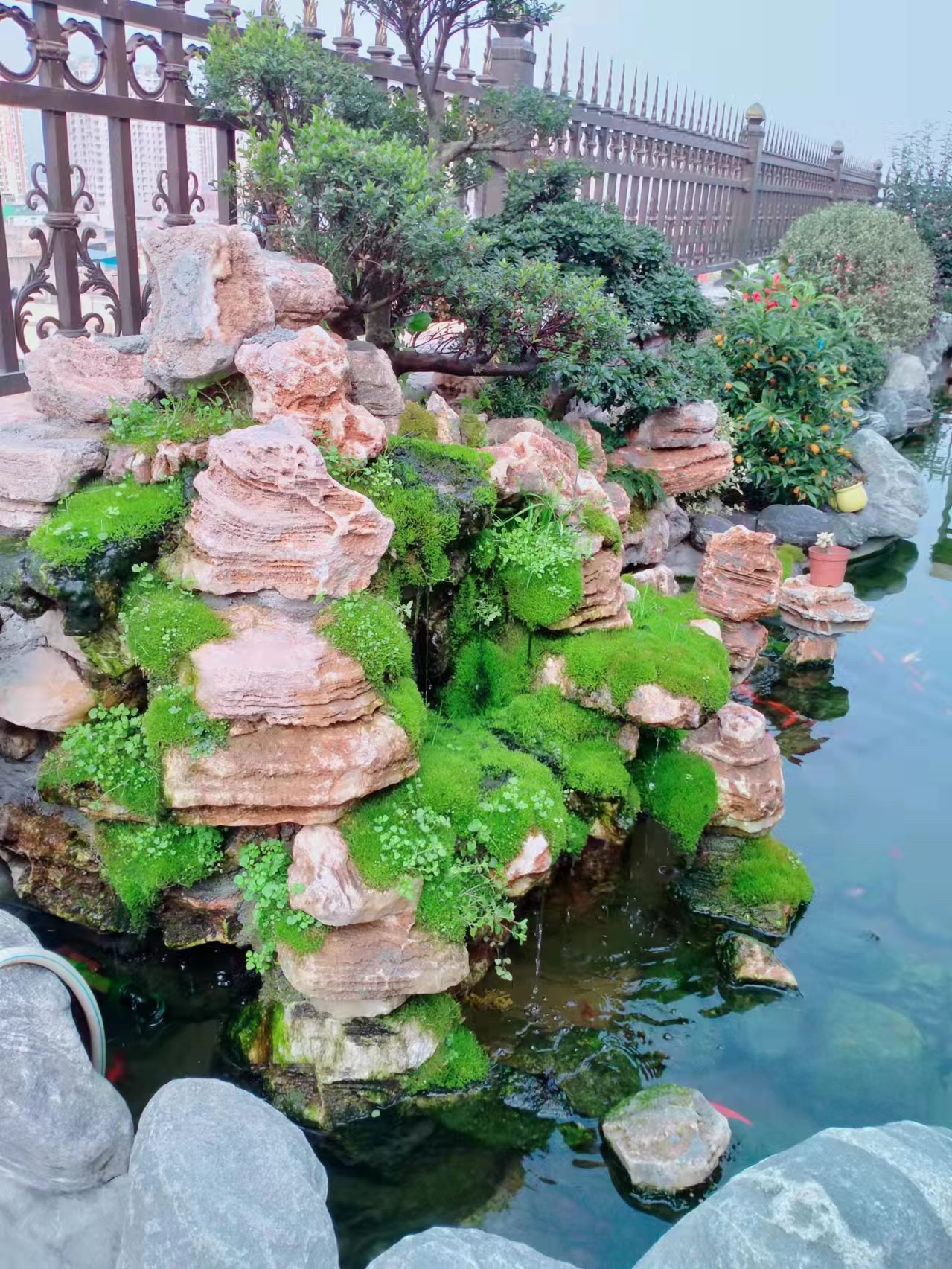 鲜活人工细羽雨藓青苔苔藓微景观盆景假山盆栽雨林水陆缸造景铺面