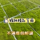 鲜活苔藓微景观盆景铺面青苔装 饰假山水陆缸雨林diy造景材料植物