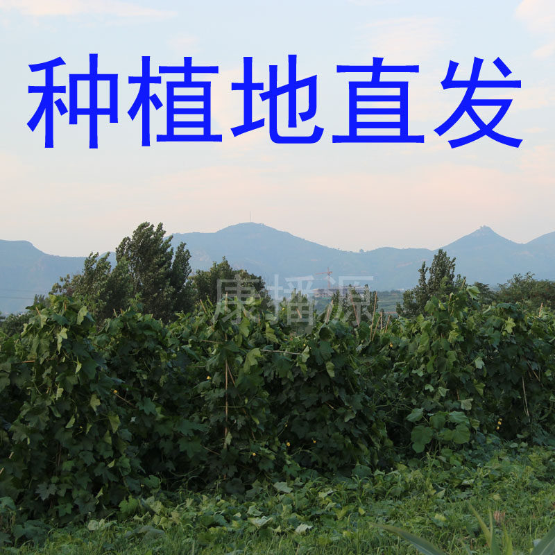 康播源丝瓜茎原液丝瓜水天罗水丝瓜伤流液原液500g