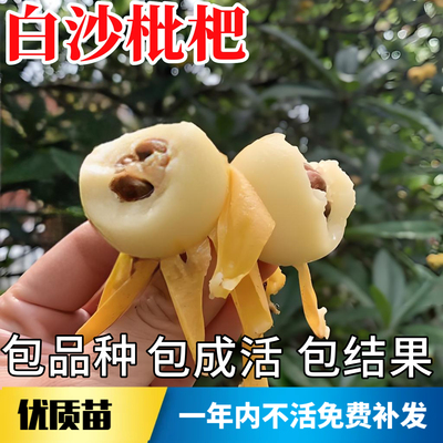 白沙枇杷苗树不活包赔当年结果