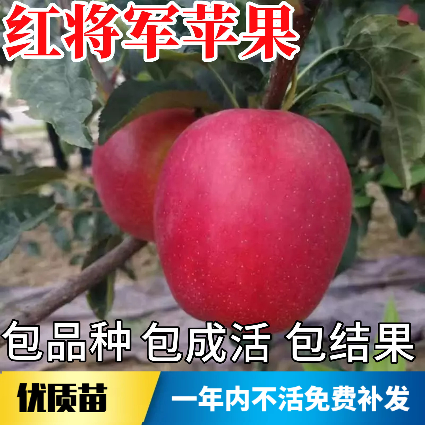 红将军苹果苗不活包赔当年结果图片