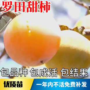 罗田甜柿树苗南北方庭院果树脆柿大树盆栽嫁接柿子树果苗当年结果