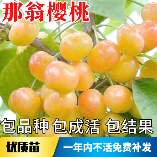 那翁大樱桃树苗不活包赔当年结果
