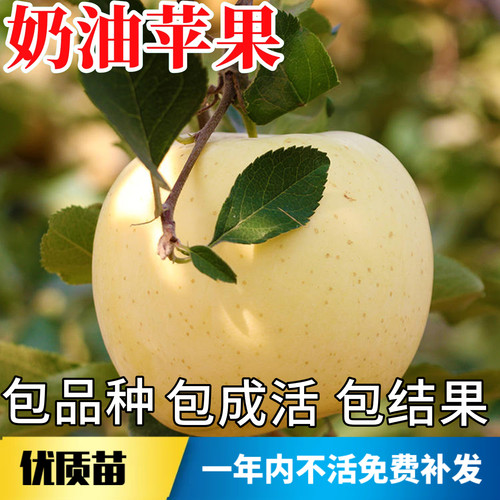 黄金奶油富士苹果苗当年结果包活
