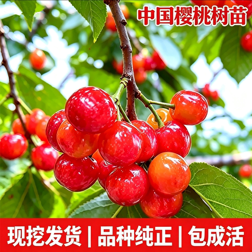 中国樱桃树果苗现挖发货当年结果