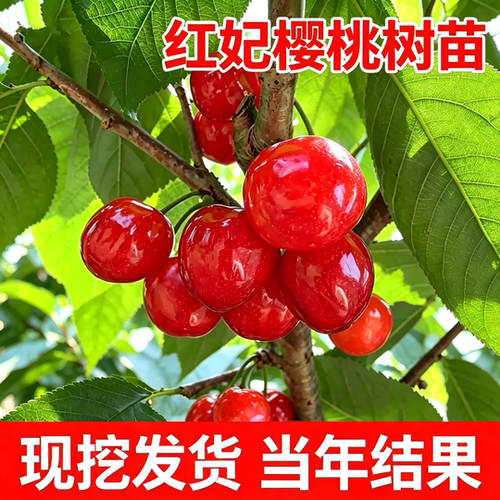 红妃樱桃树果苗现挖发货包成活