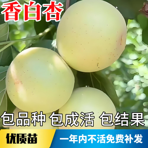 香白杏树果苗不活包赔当年结果