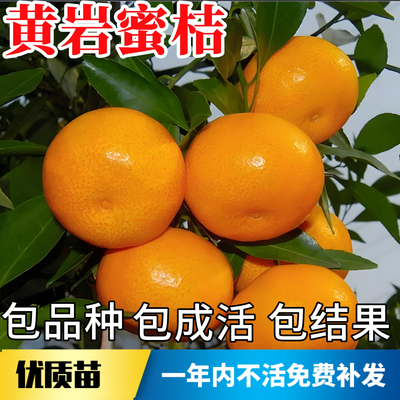 黄岩蜜橘树苗【带原土带叶发货】