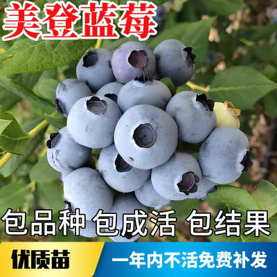 美登蓝莓苗不活包赔当年结果