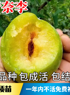 青奈李子树苗不活包赔当年结果