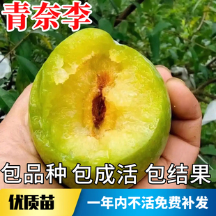 青奈李子树苗南北方种植耐寒特大号脱骨甜脆盆栽嫁接早熟当年结果