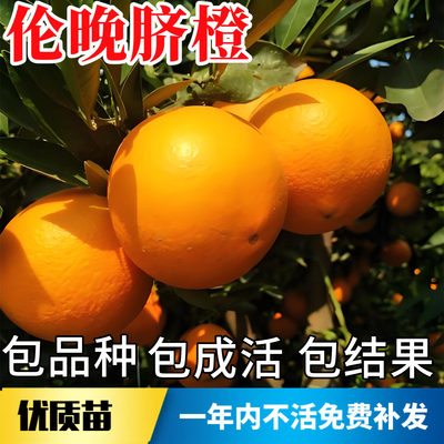 伦晚脐橙树苗【原土带叶发货】