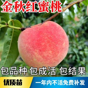 金秋红蜜桃苗南北方庭院耐寒桃树果苗大树盆栽嫁接晚熟当年结果