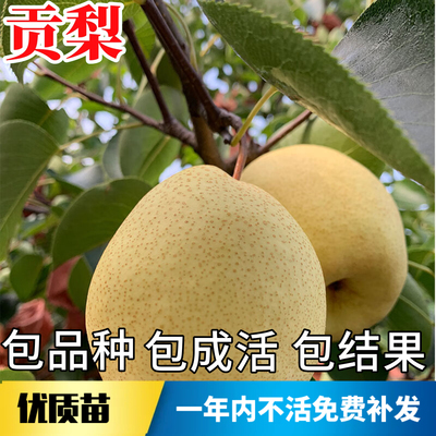 贡梨树果苗不活包赔当年结果