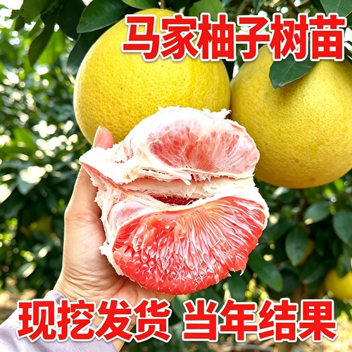 马家柚子树苗现挖发货带土包成活