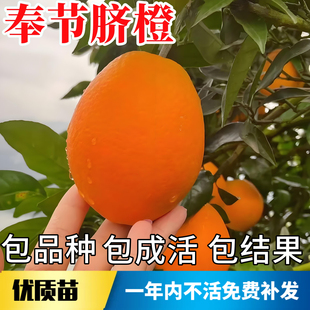 奉节脐橙苗南北方庭院地栽种植特大橙子树苗盆栽嫁接果树当年结果