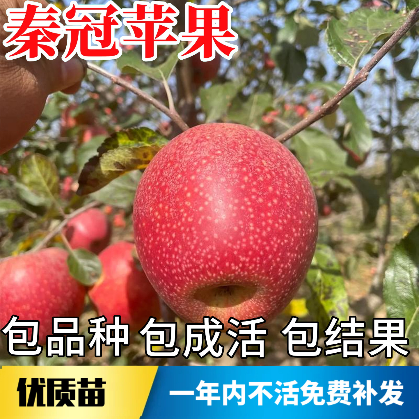 秦冠苹果树果苗不活包赔当年结果图片