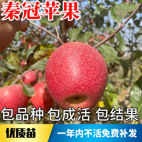 秦冠苹果树果苗不活包赔当年结果