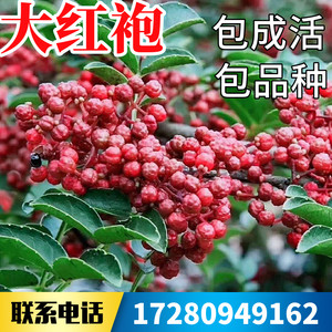 花椒苗价格 花椒苗图片 星期三 花椒苗价格 花椒苗图片 星期三